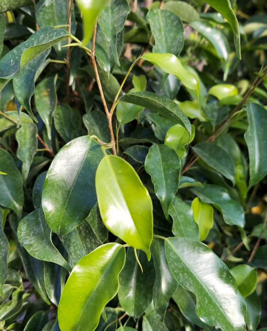 Ficus Benjamina Standard Or Braid - View 13 from www redcrocus com