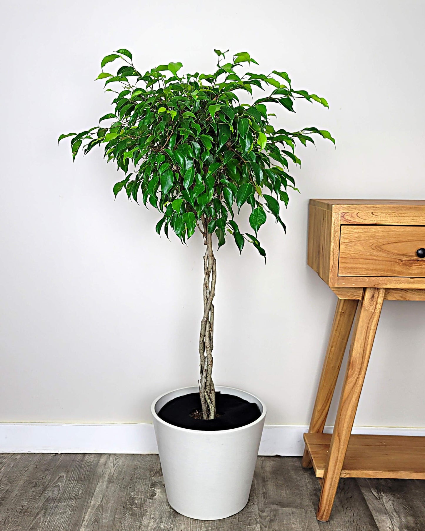 Ficus Benjamina Standard Or Braid - View 14 from www redcrocus com