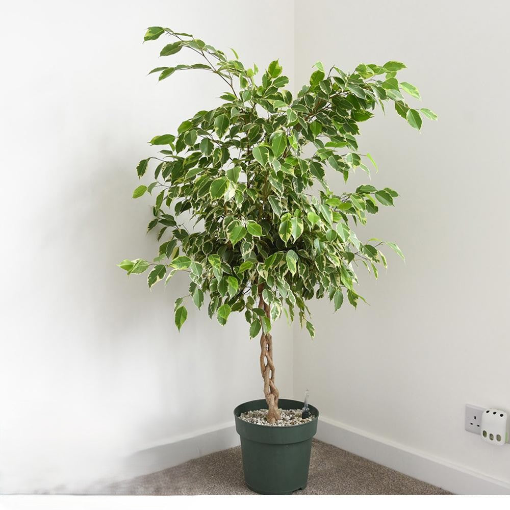 Ficus Benjamina Standard Or Braid - View 15 from www redcrocus com