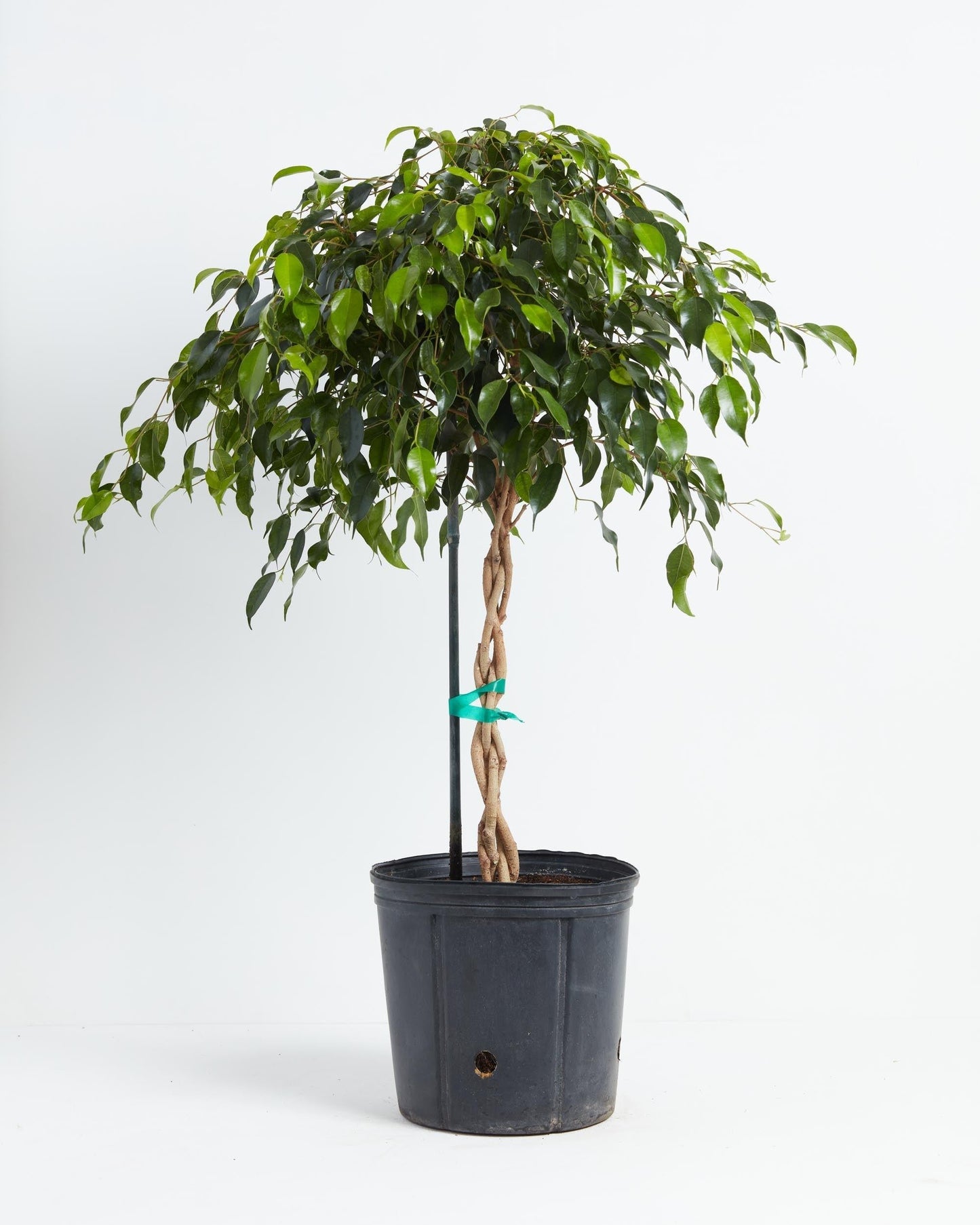 Ficus Benjamina Standard Or Braid - View 16 from www redcrocus com