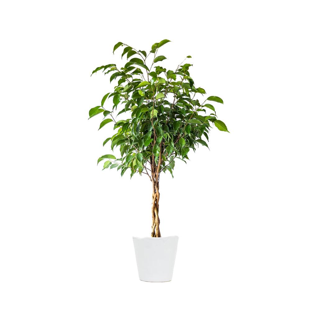 Ficus Benjamina Standard Or Braid - View 17 from www redcrocus com