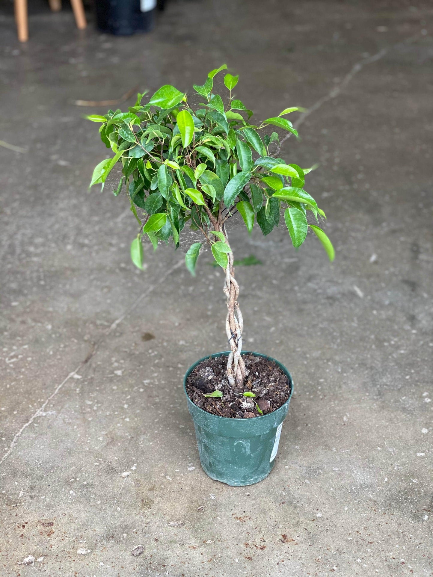 Ficus Benjamina Standard Or Braid - View 18 from www redcrocus com