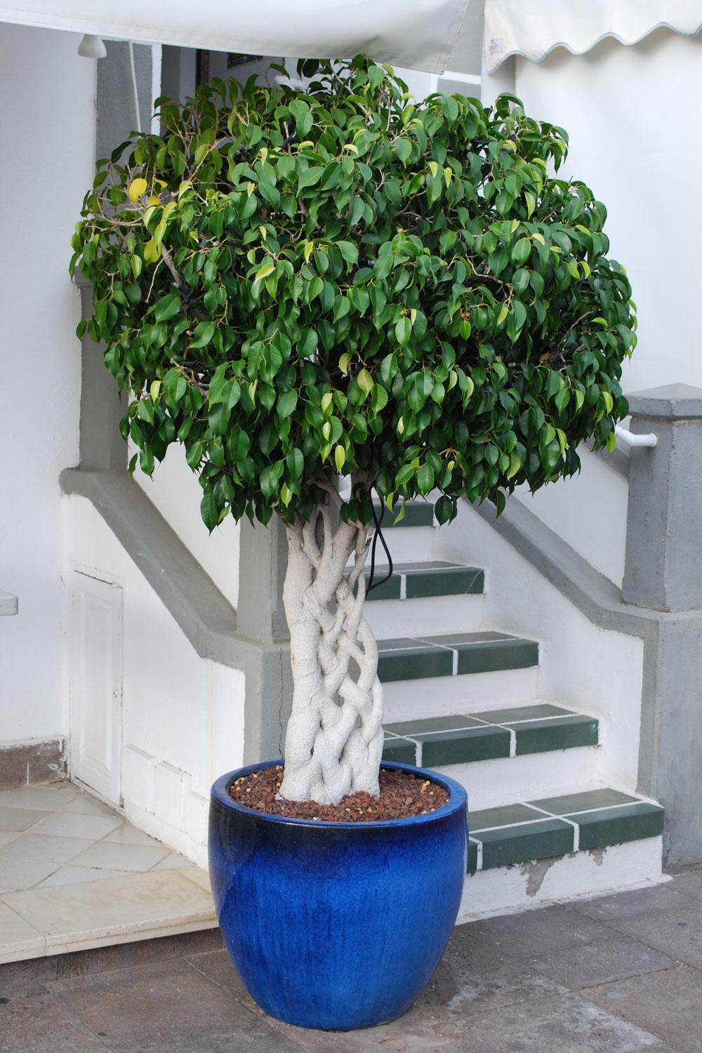 Ficus Benjamina Standard Or Braid - View 3 from www redcrocus com