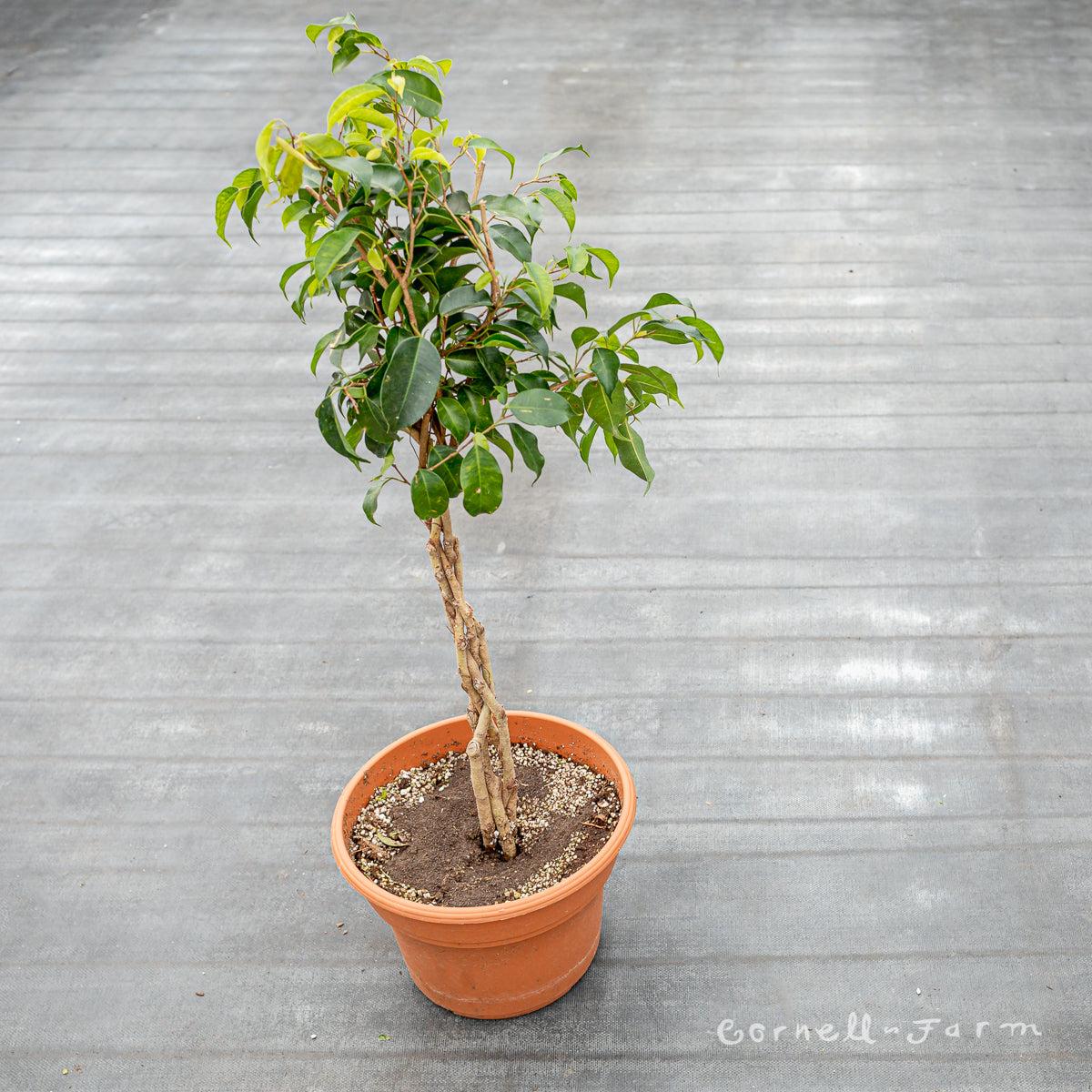 Ficus Benjamina Standard Or Braid - View 4 from www redcrocus com