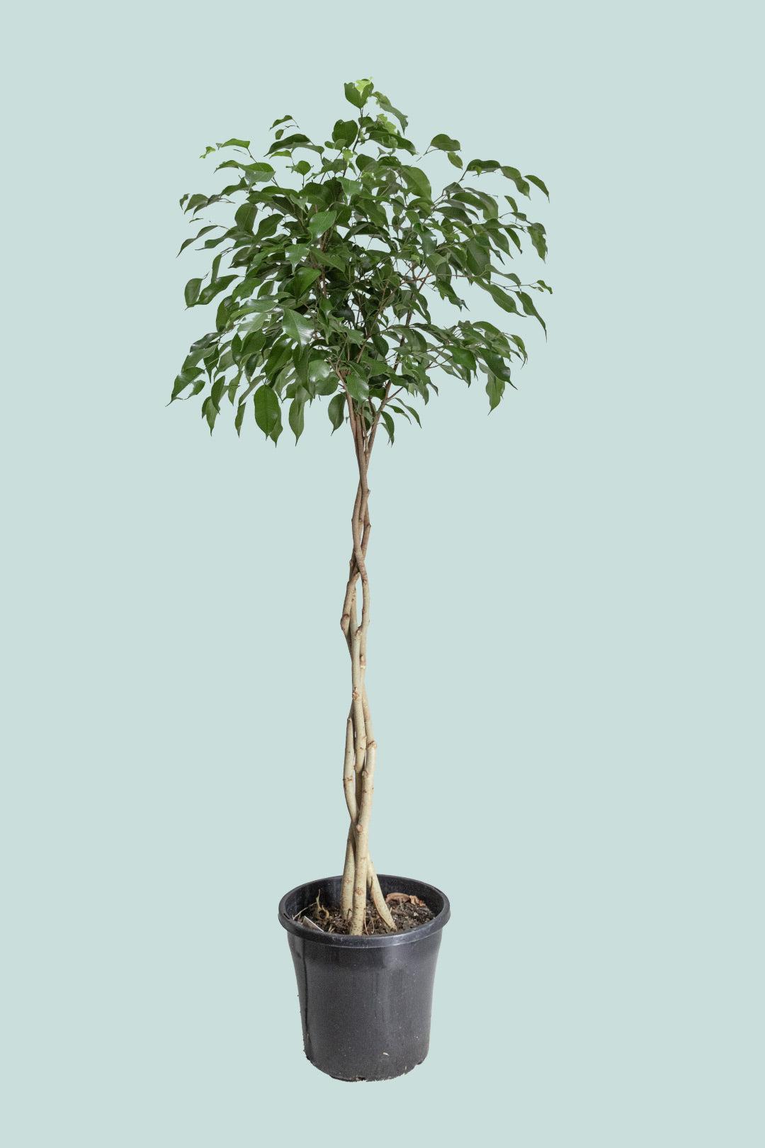 Ficus Benjamina Standard Or Braid - View 5 from www redcrocus com