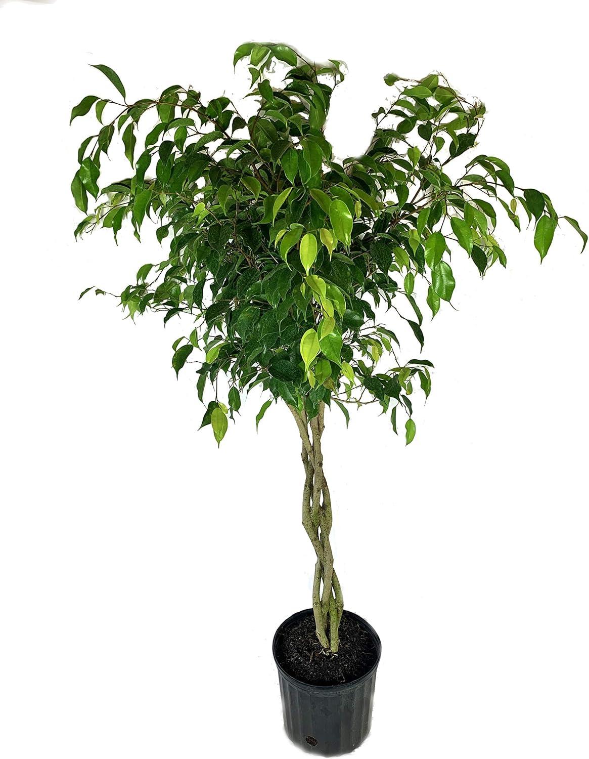Ficus Benjamina Standard Or Braid - View 8 from www redcrocus com
