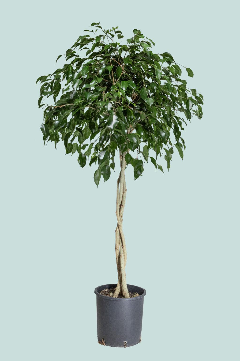 Ficus Benjamina Standard Or Braid - View 9 from www redcrocus com