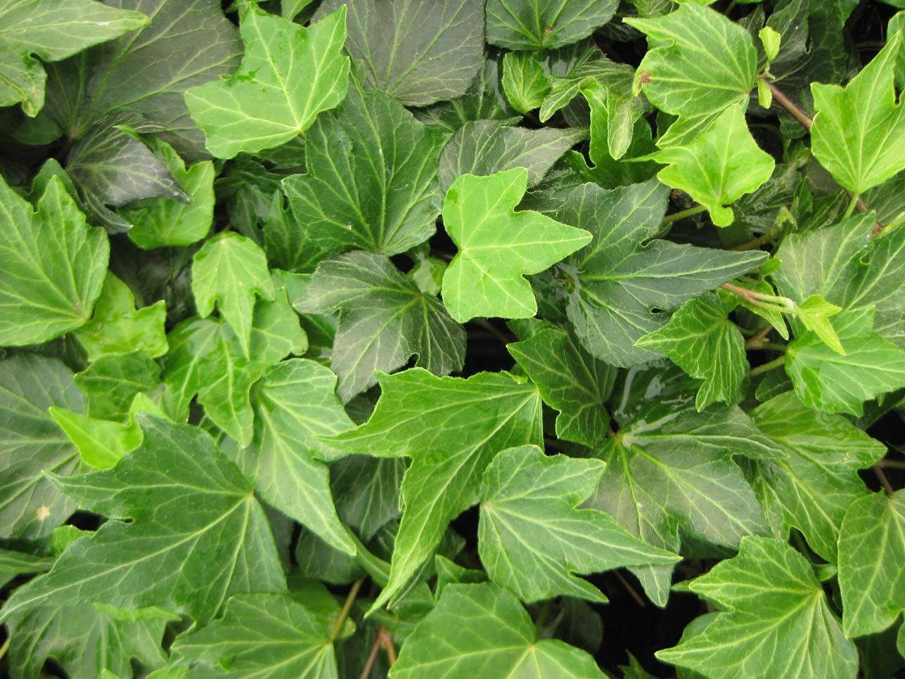 Hedera Helix Green - View 11 from www redcrocus com