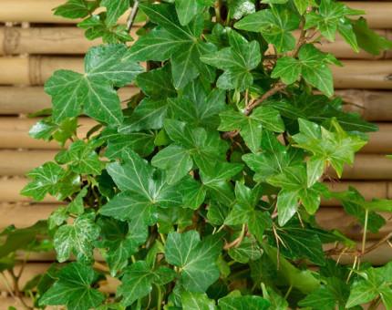 Hedera Helix Green - View 12 from www redcrocus com