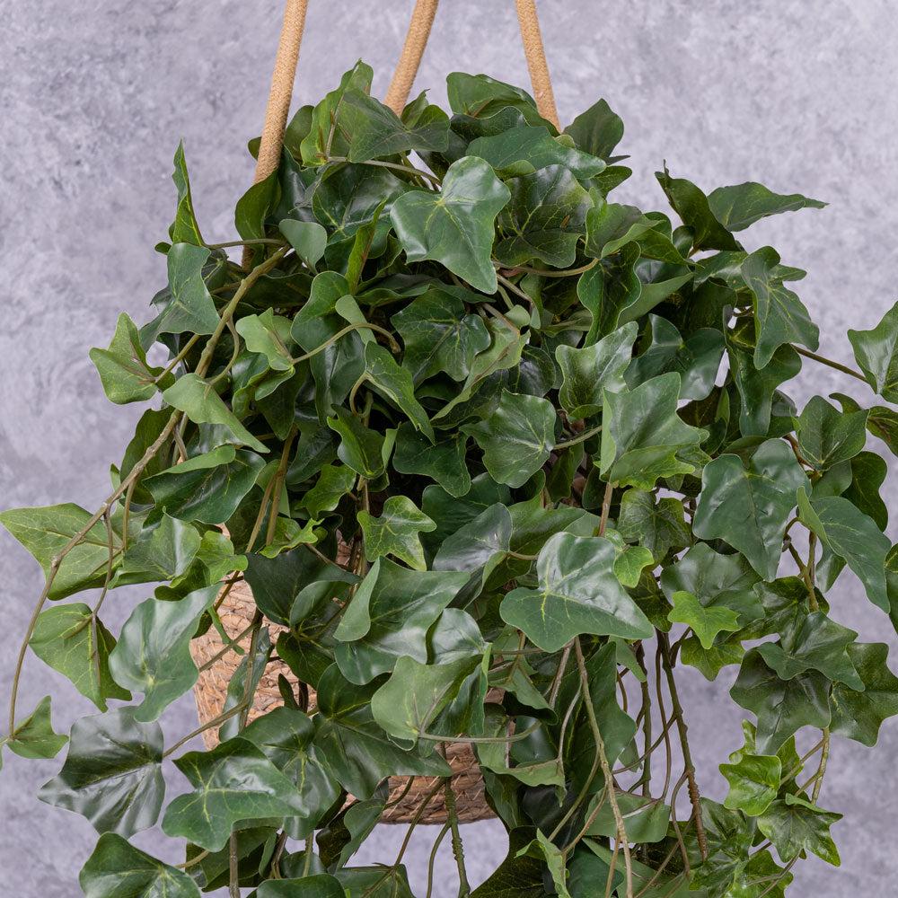 Hedera Helix Green - View 13 from www redcrocus com
