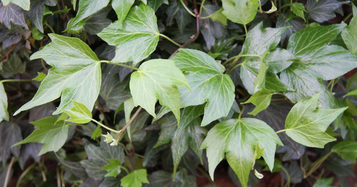Hedera Helix Green - View 15 from www redcrocus com