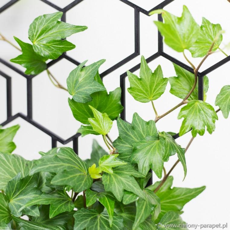 Hedera Helix Green - View 16 from www redcrocus com
