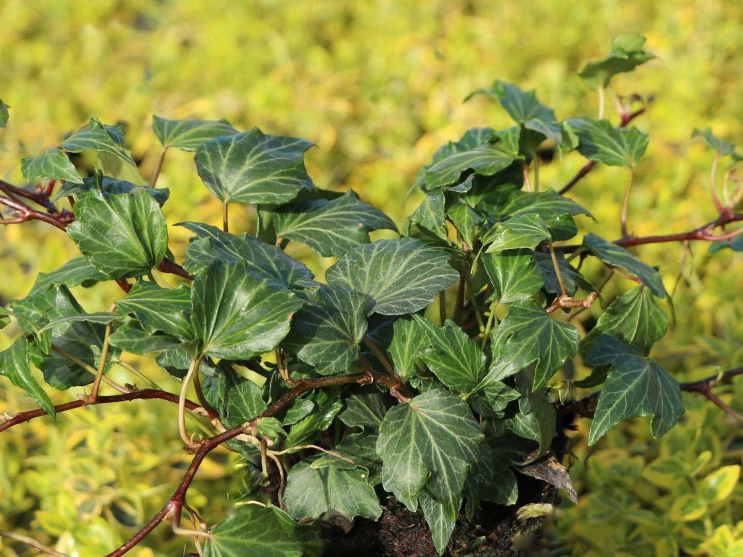Hedera Helix Green - View 18 from www redcrocus com