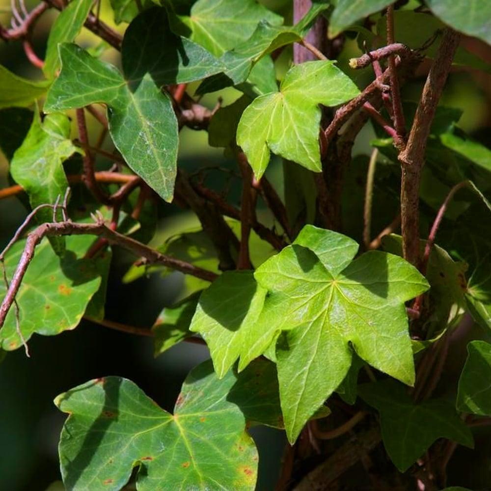Hedera Helix Green - View 2 from www redcrocus com
