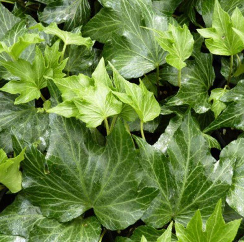 Hedera Helix Green - View 3 from www redcrocus com