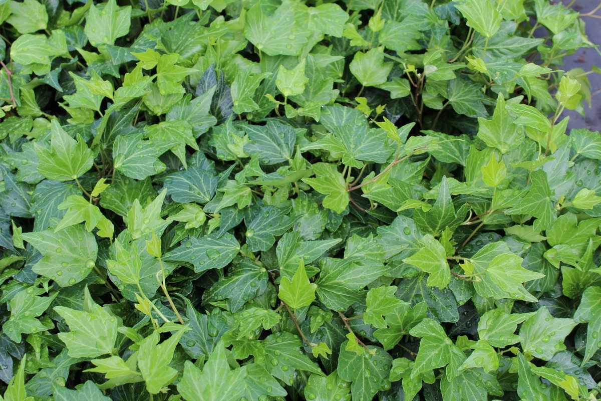 Hedera Helix Green - View 5 from www redcrocus com