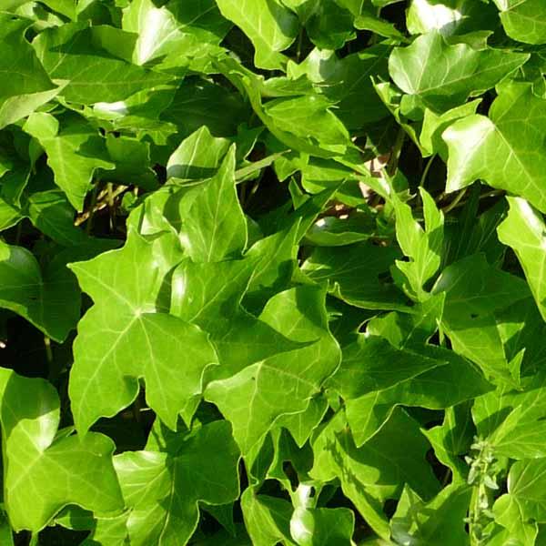 Hedera Helix Green - View 7 from www redcrocus com