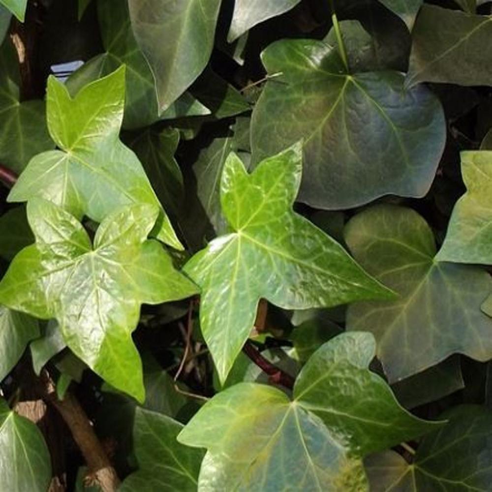 Hedera Helix Green - View 9 from www redcrocus com