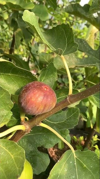 Ficus Carica Black Jack Standard - View 10 from www redcrocus com