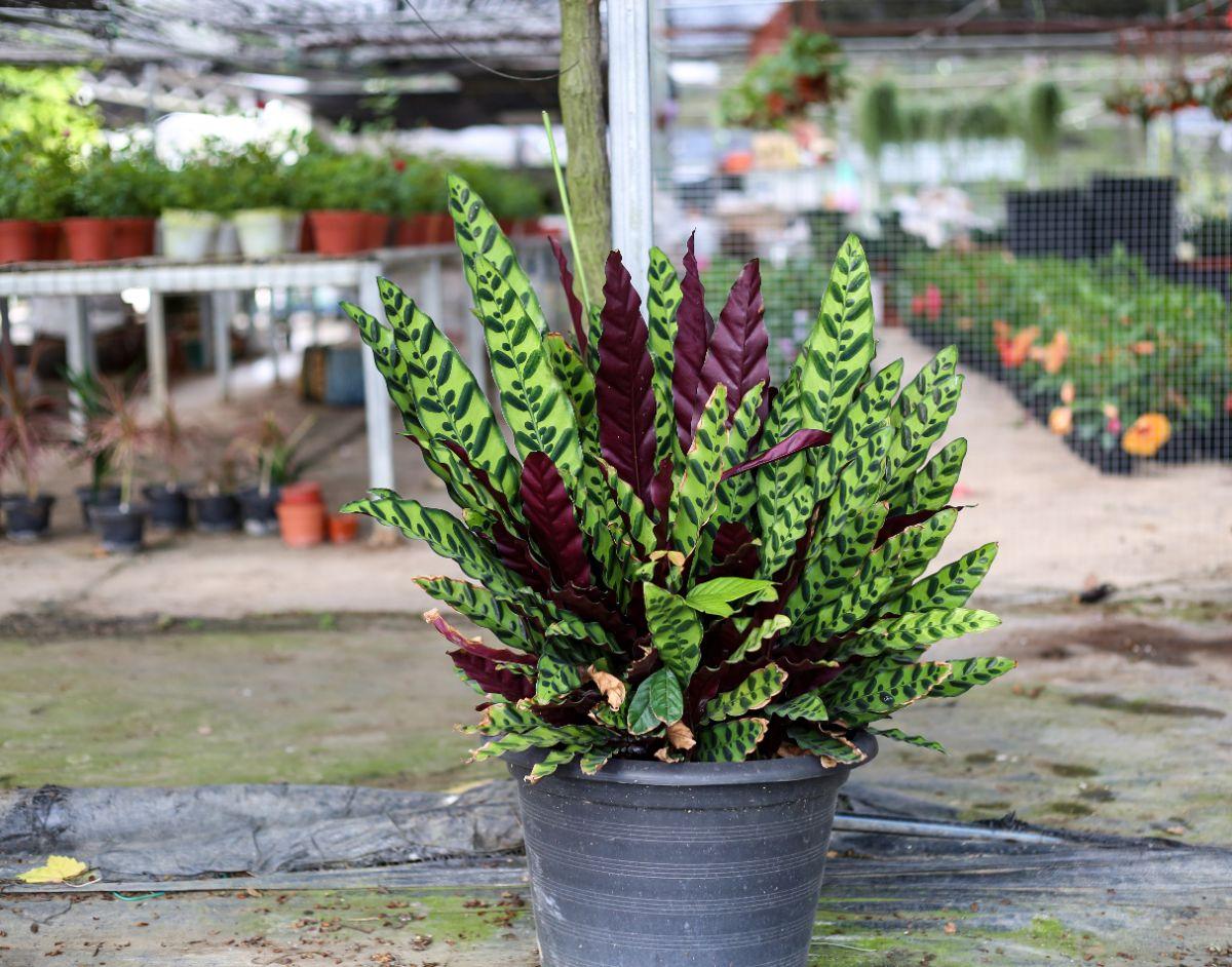 Calathea Lancifolia - View 10 from www redcrocus com