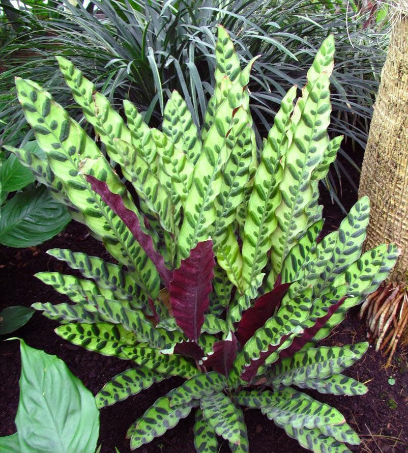 Calathea Lancifolia - View 11 from www redcrocus com