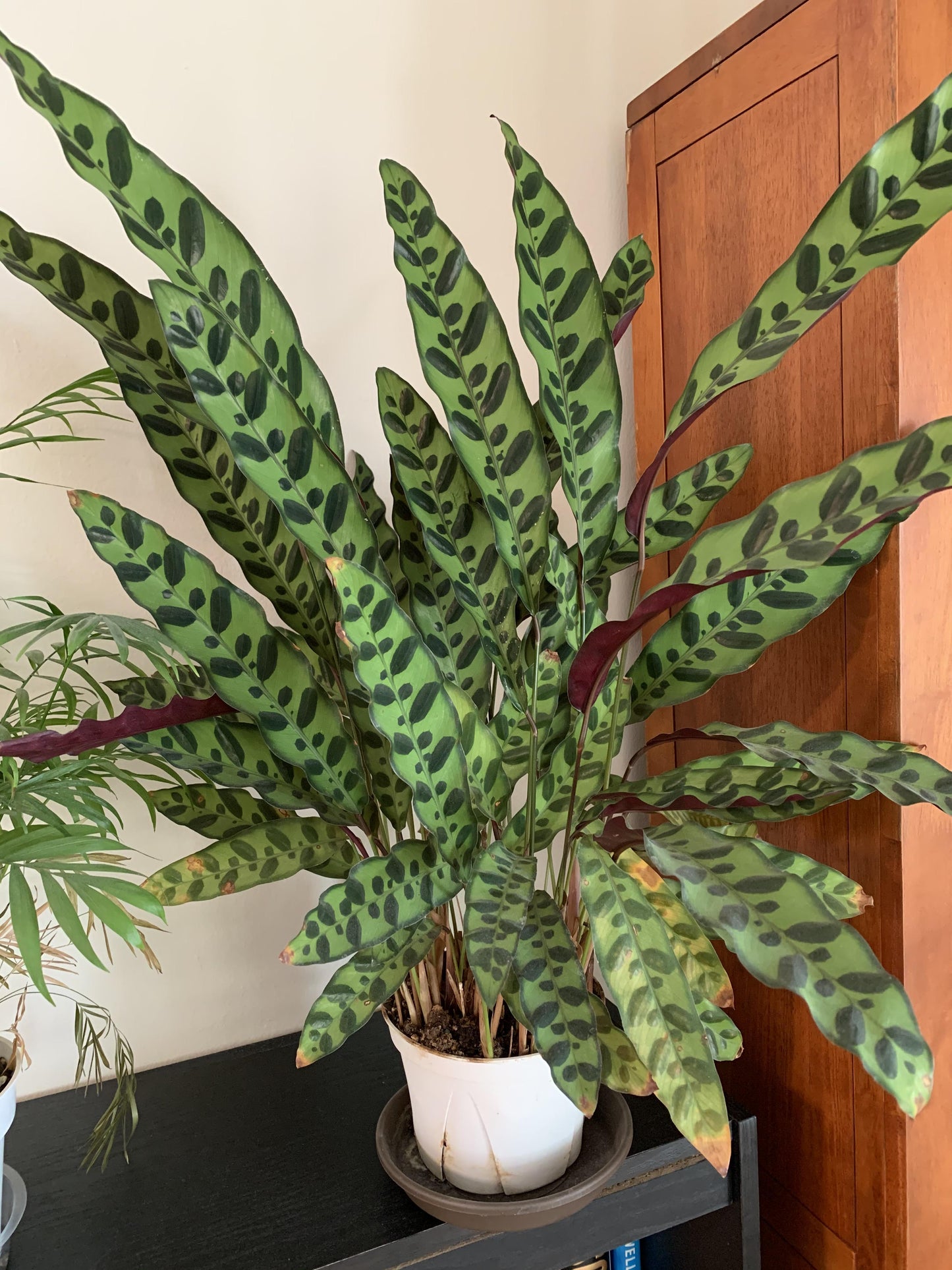 Calathea Lancifolia - View 12 from www redcrocus com