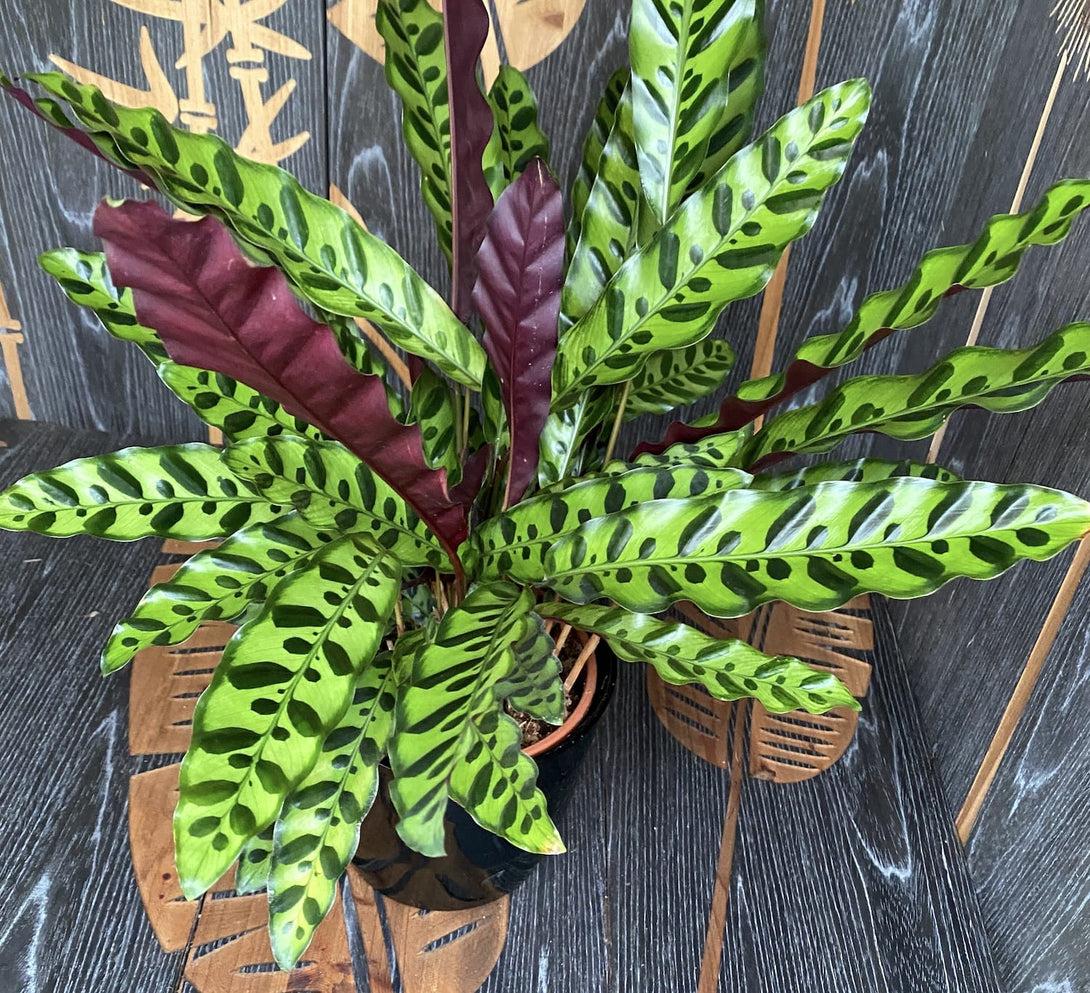 Calathea Lancifolia - View 14 from www redcrocus com