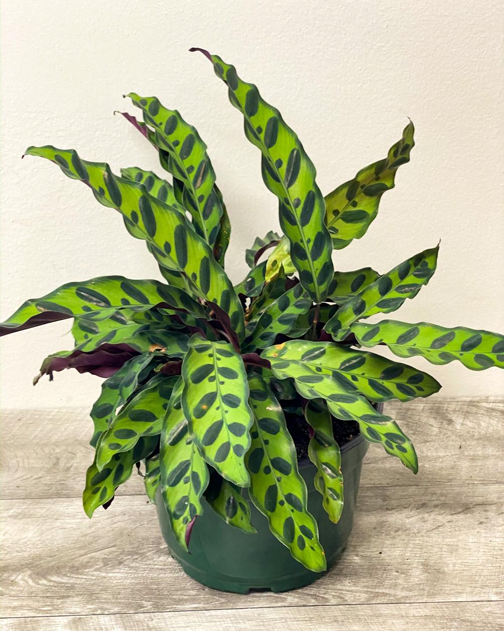 Calathea Lancifolia - View 15 from www redcrocus com