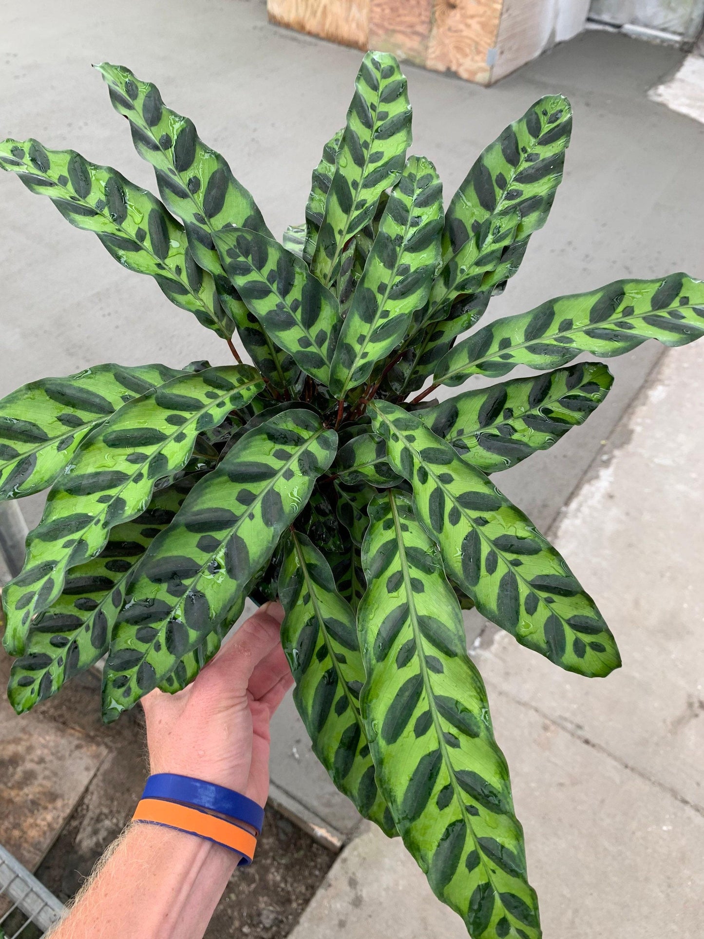 Calathea Lancifolia - View 16 from www redcrocus com