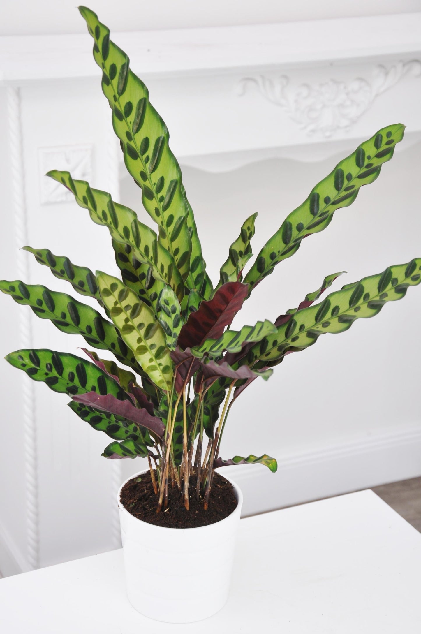 Calathea Lancifolia - View 17 from www redcrocus com