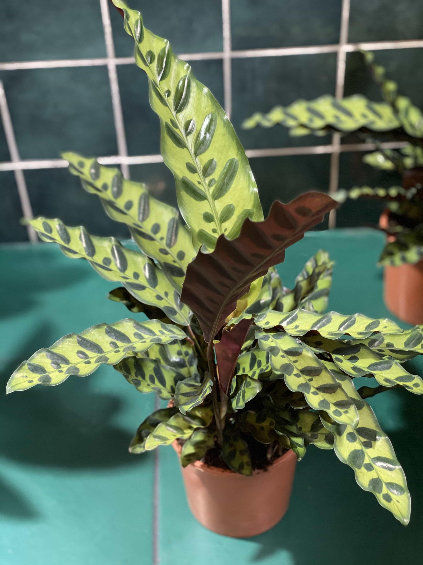 Calathea Lancifolia - View 18 from www redcrocus com