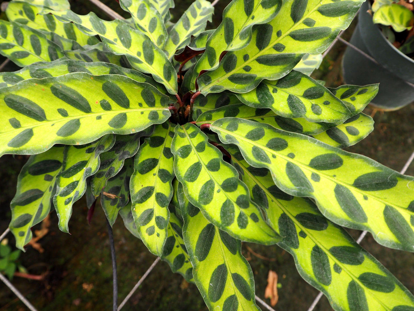 Calathea Lancifolia - View 19 from www redcrocus com