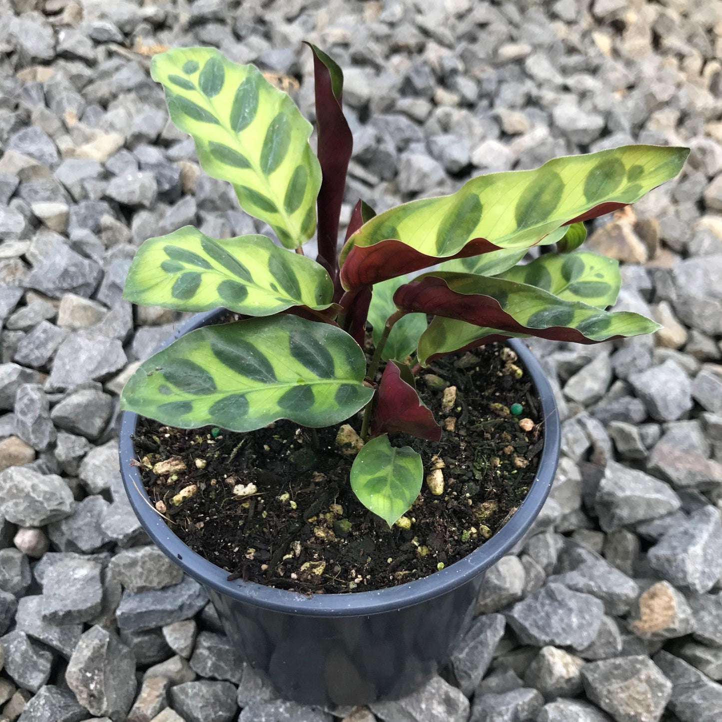 Calathea Lancifolia - View 20 from www redcrocus com