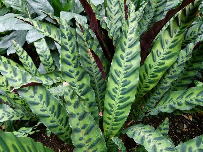 Calathea Lancifolia - View 21 from www redcrocus com
