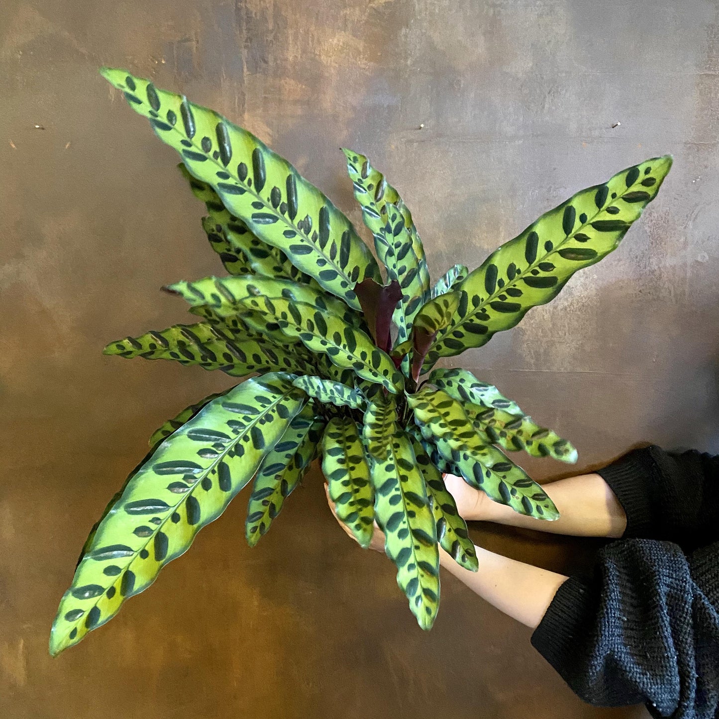 Calathea Lancifolia - View 2 from www redcrocus com