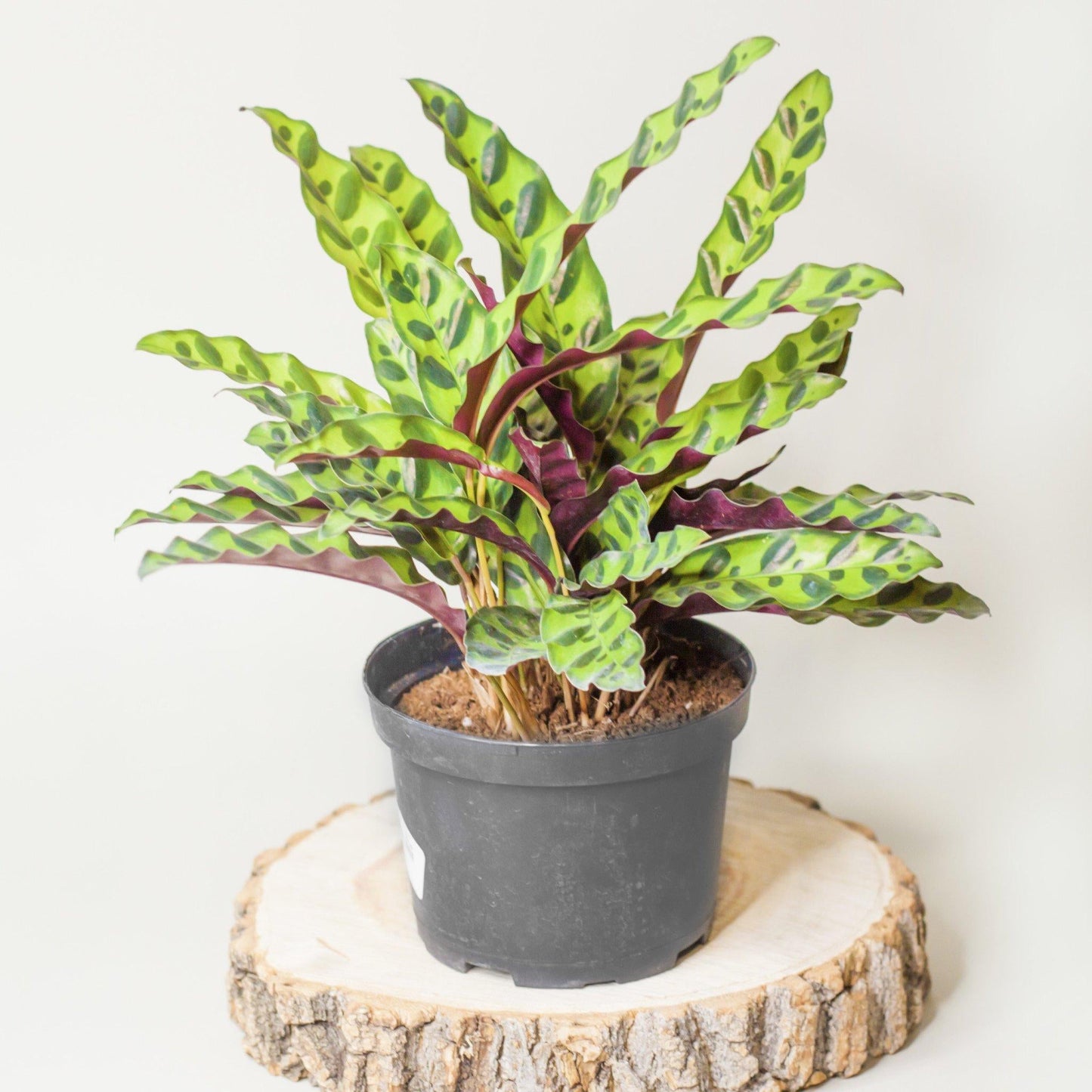Calathea Lancifolia - View 3 from www redcrocus com