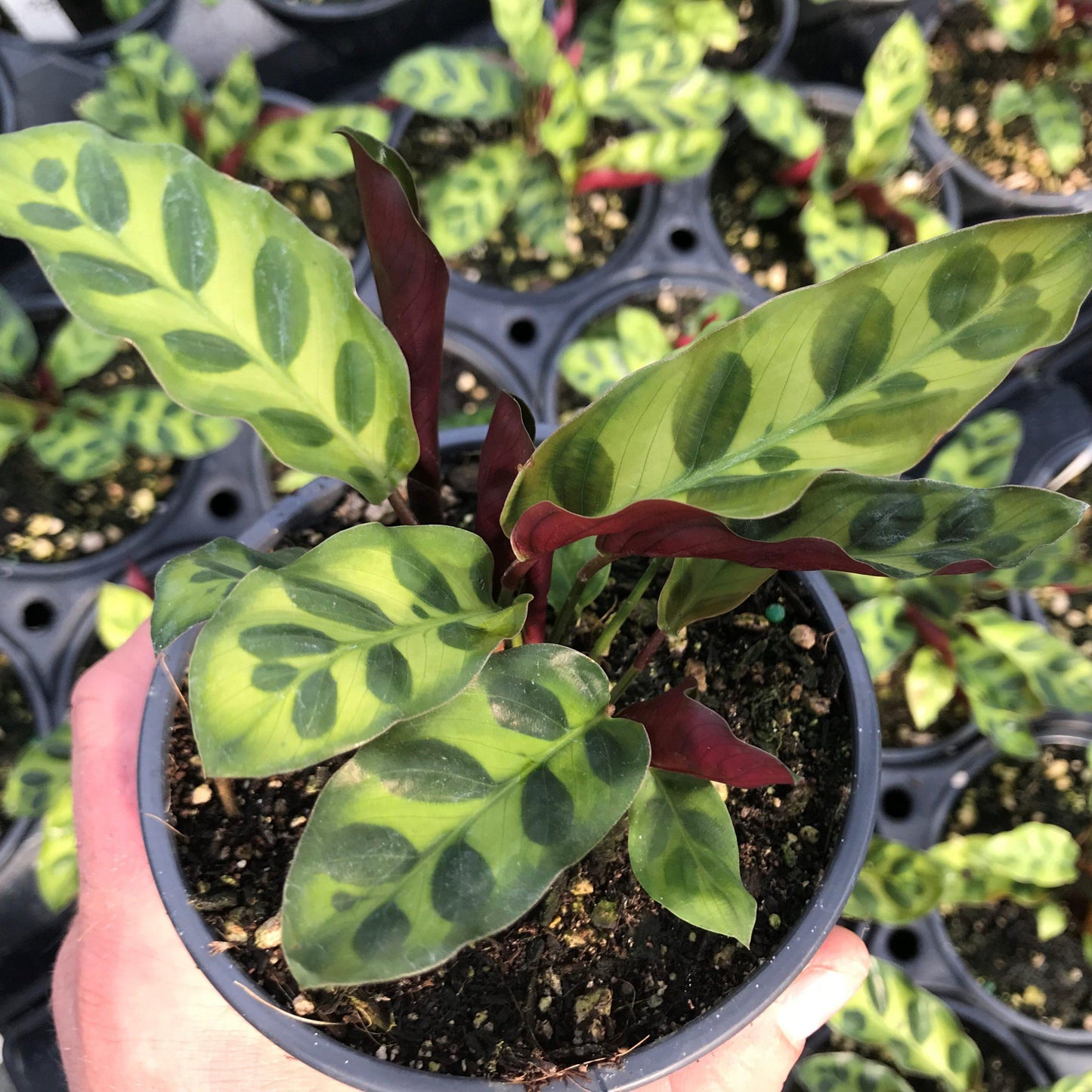 Calathea Lancifolia - View 4 from www redcrocus com