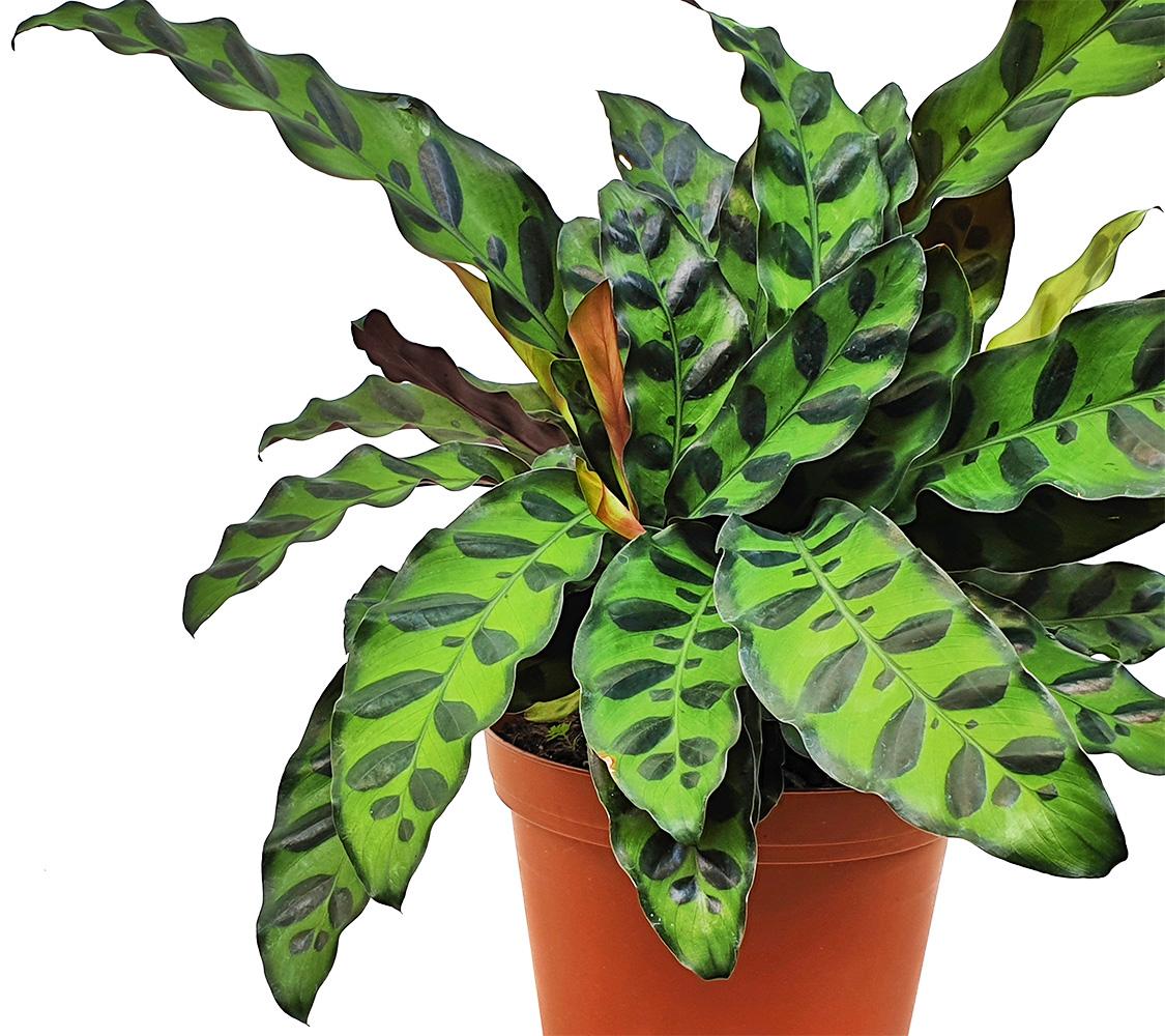 Calathea Lancifolia - View 5 from www redcrocus com