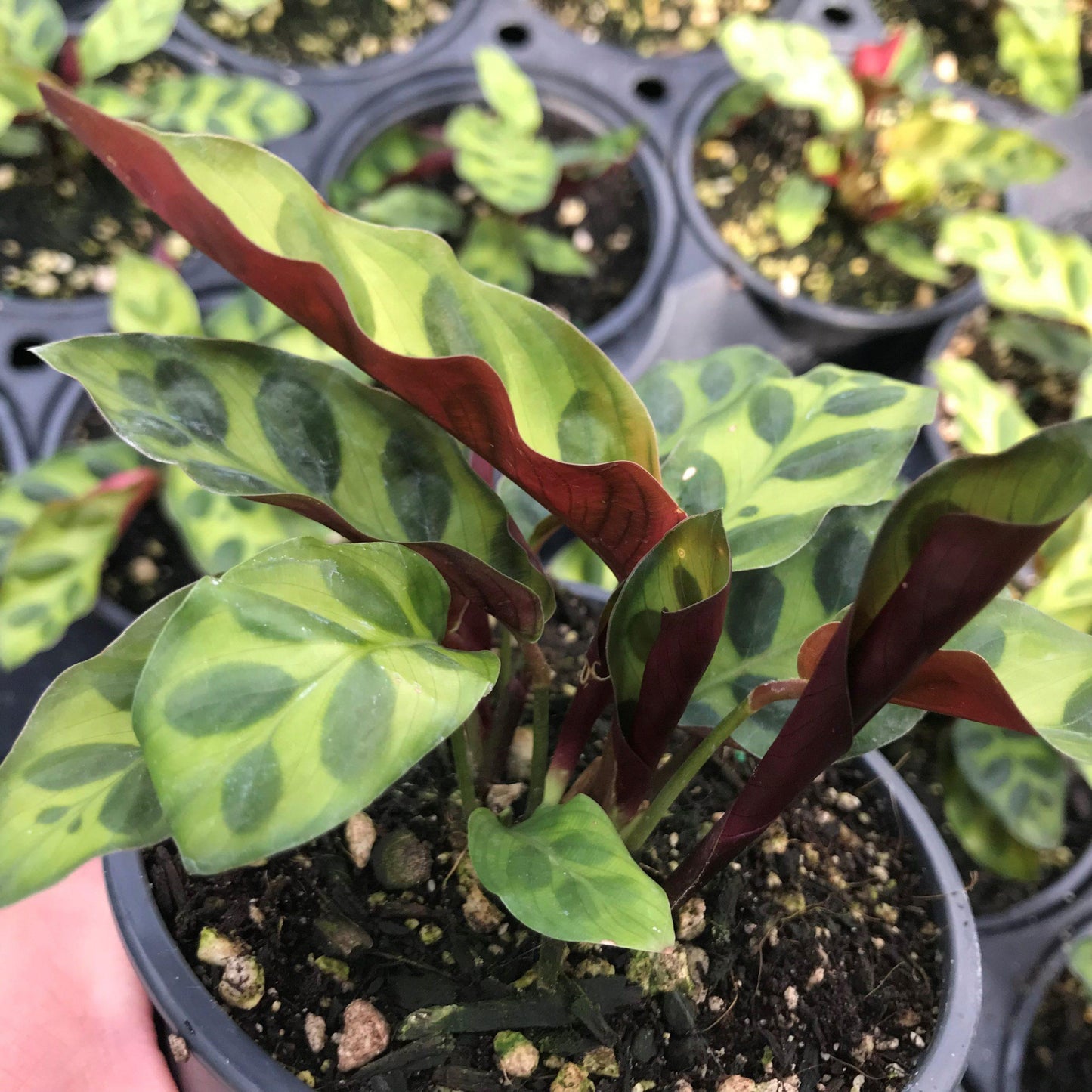 Calathea Lancifolia - View 6 from www redcrocus com