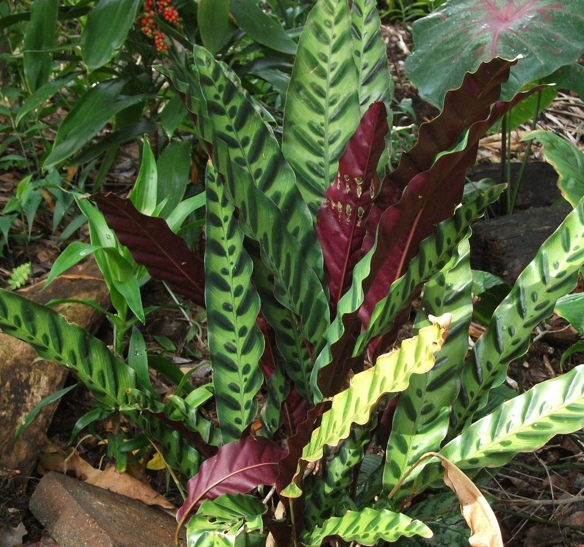 Calathea Lancifolia - View 7 from www redcrocus com