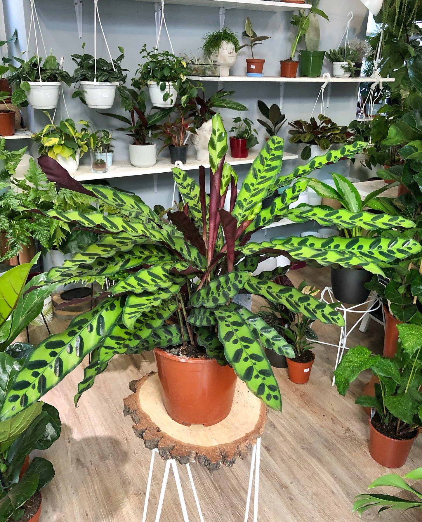 Calathea Lancifolia - View 8 from www redcrocus com