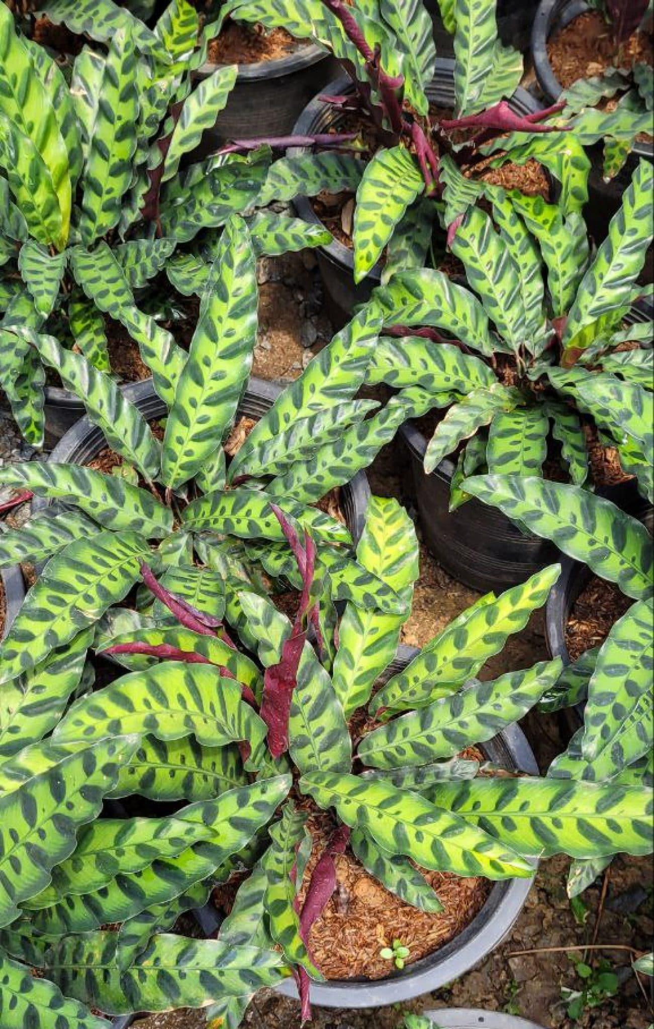 Calathea Lancifolia - View 9 from www redcrocus com