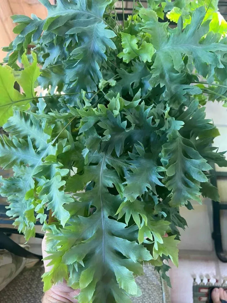 Fern Phlebodium Assorted - View 13 from www redcrocus com