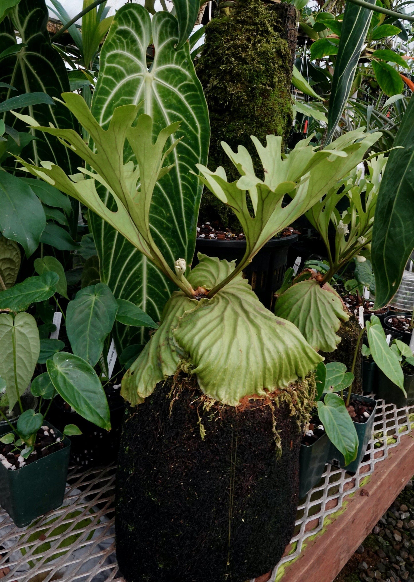 Fern Platycerium Assorted - View 13 from www redcrocus com