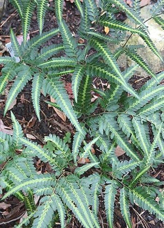 Fern, Arachniodes Simplicior Variegata - View 7 from www redcrocus com