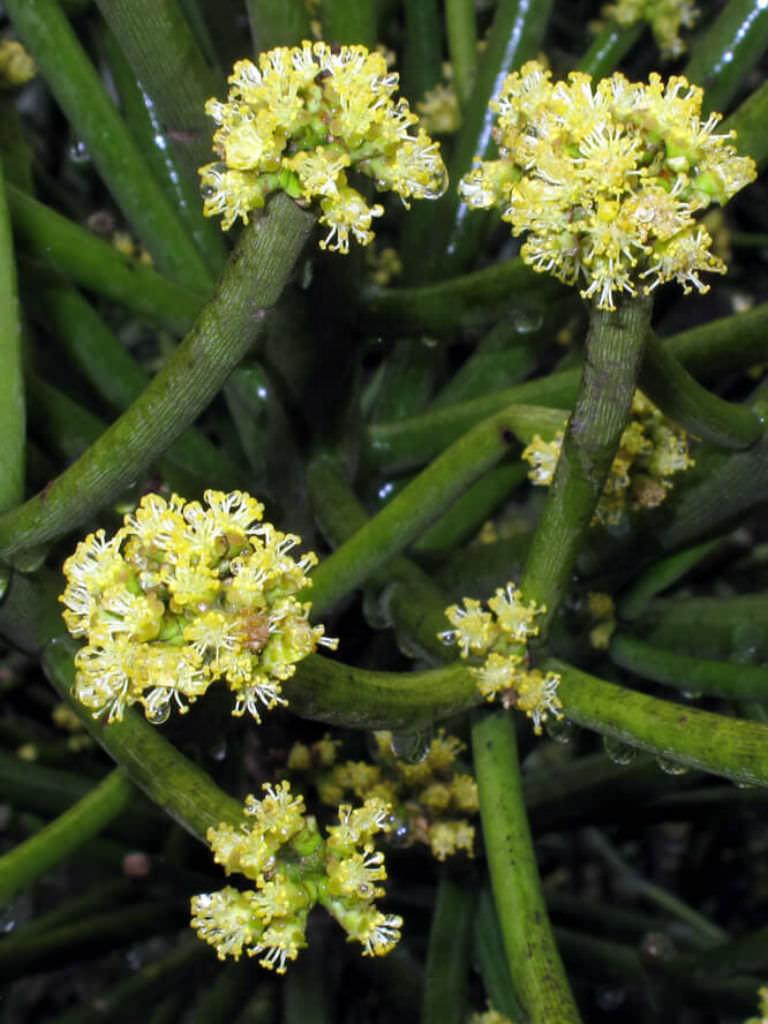 Euphorbia Tirucalli - View 13 from www redcrocus com