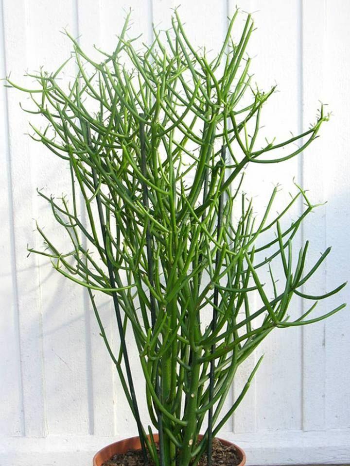 Euphorbia Tirucalli - View 16 from www redcrocus com