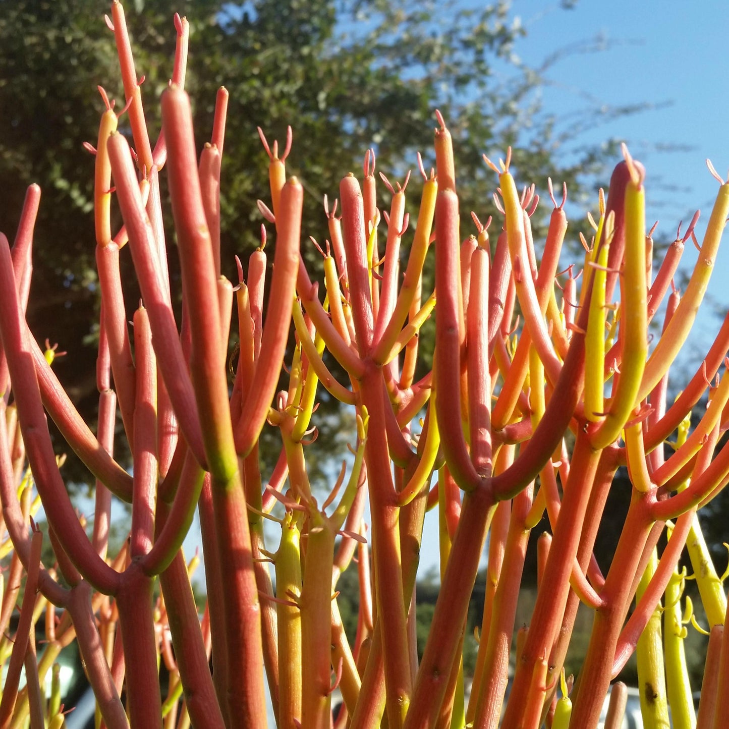 Euphorbia Tirucalli - View 5 from www redcrocus com