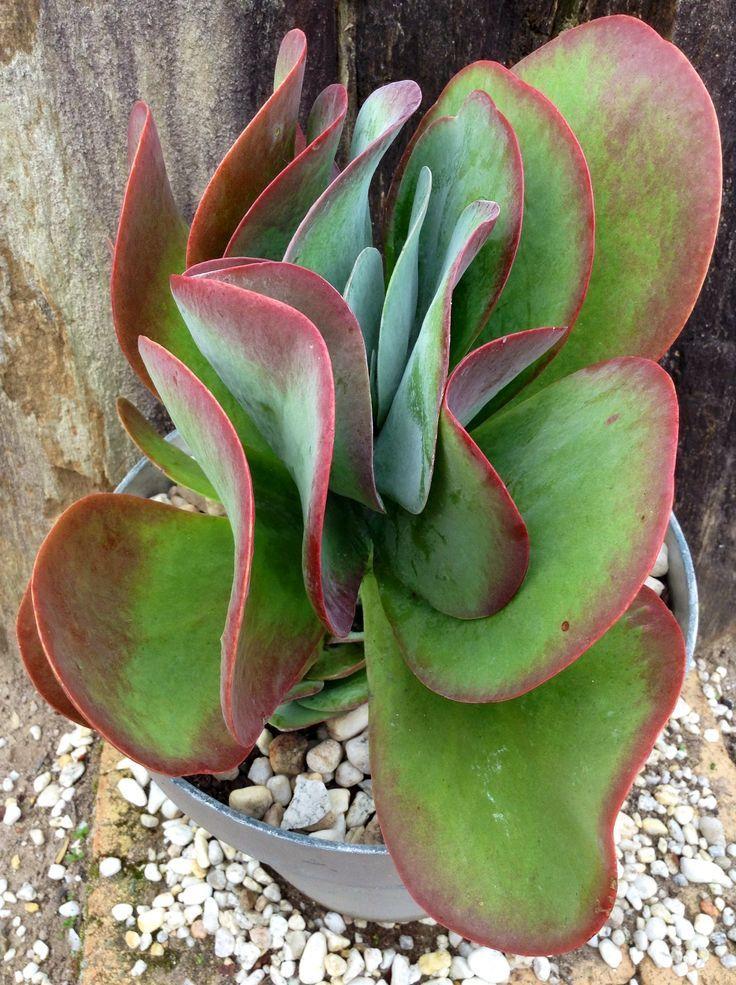 Kalanchoe Thyrsiflora Flap Jack - View 11 from www redcrocus com
