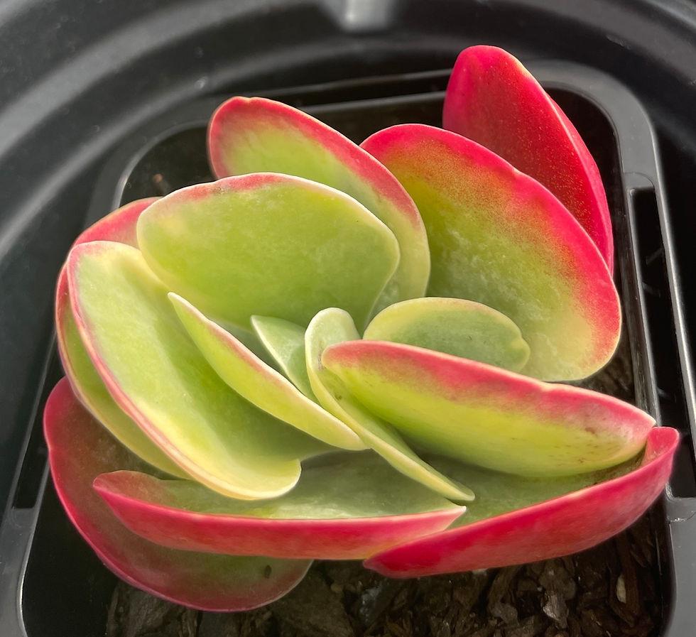 Kalanchoe Thyrsiflora Flap Jack - View 12 from www redcrocus com